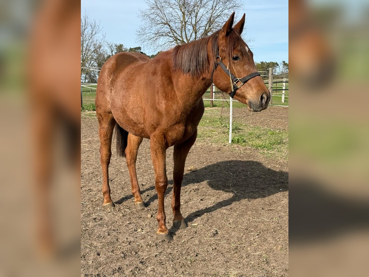 American Quarter Horse, Stute in Ludwigslust