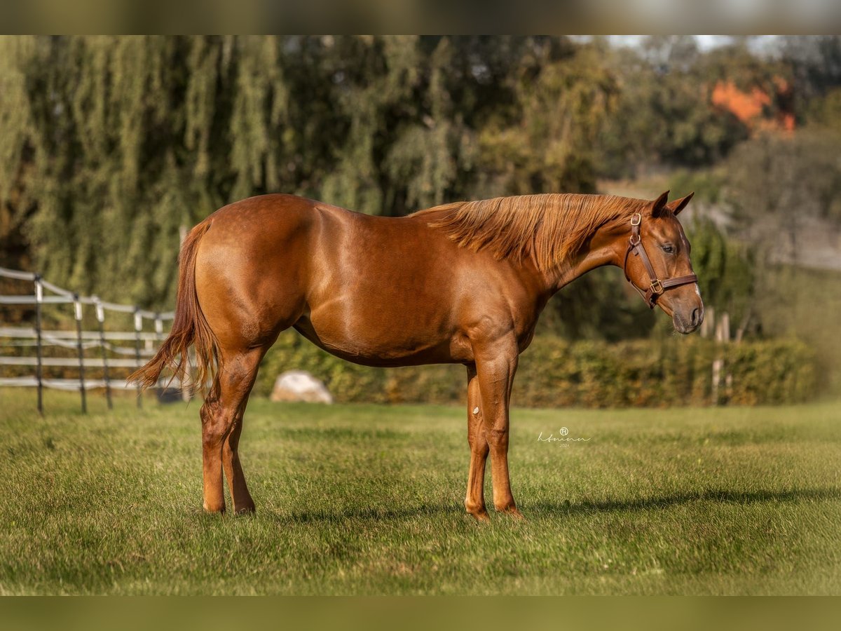 American Quarter Horse Stute 2 Jahre 150 cm Fuchs in Vöcklamarkt