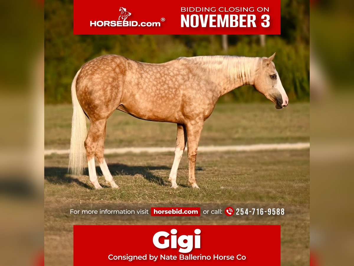 American Quarter Horse Stute 2 Jahre 150 cm Palomino in Waco American Quarter Horse Stute 2 Jahre 150 cm Palomino in Waco