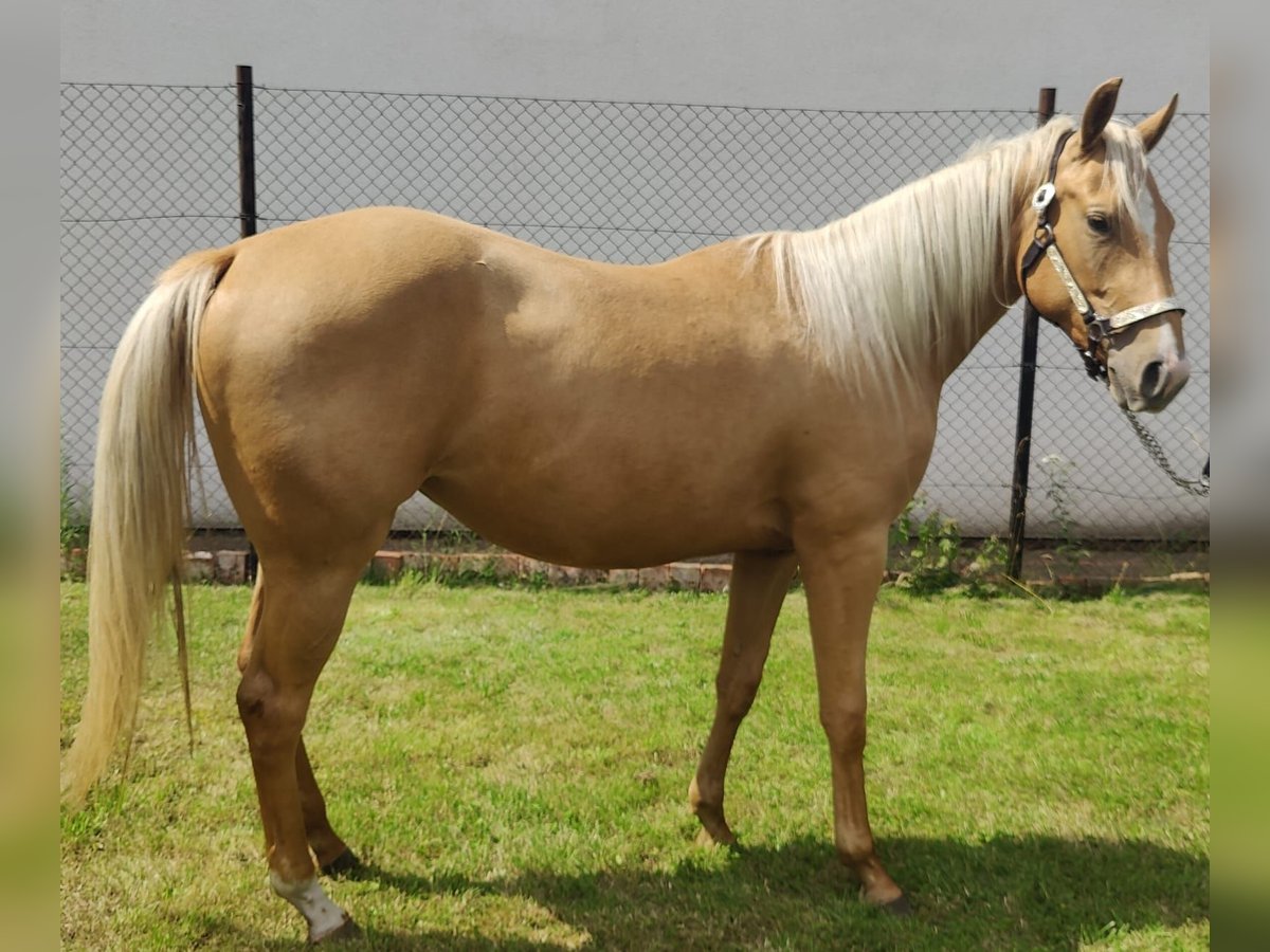 American Quarter Horse Stute 2 Jahre 150 cm Palomino in Aschersleben