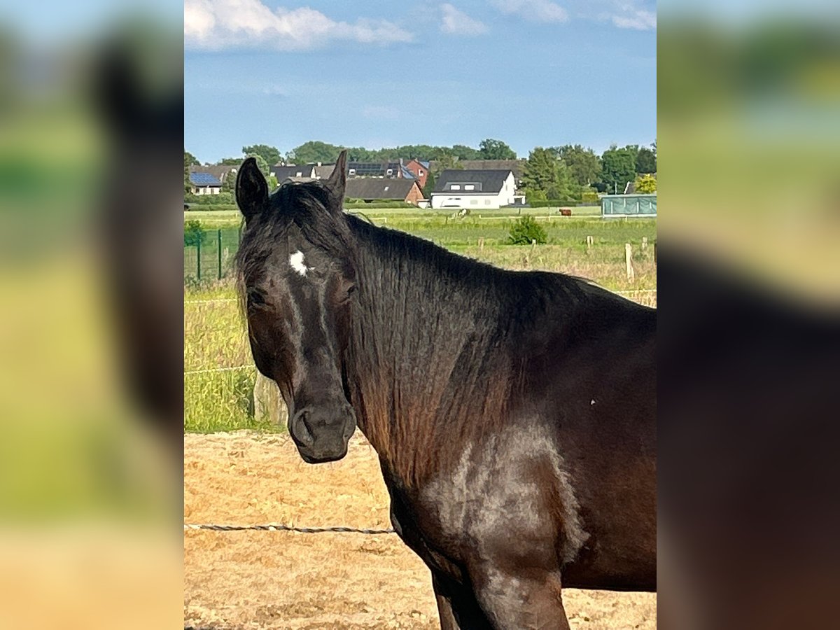 American Quarter Horse Stute 2 Jahre 155 cm Rappe in Haltern am See