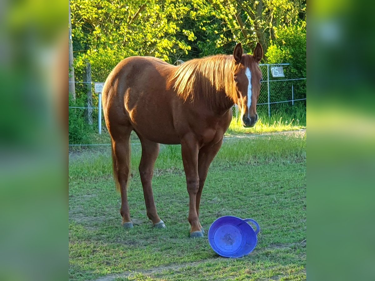 American Quarter Horse Stute 2 Jahre 156 cm Fuchs in Zerbst