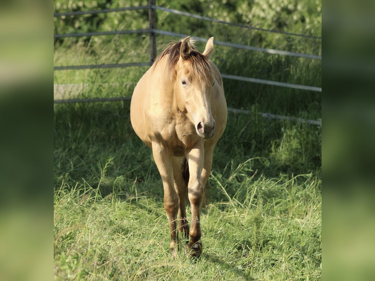 American Quarter Horse Mix Stute 2 Jahre 158 cm Champagne in Waldshut-Tiengen