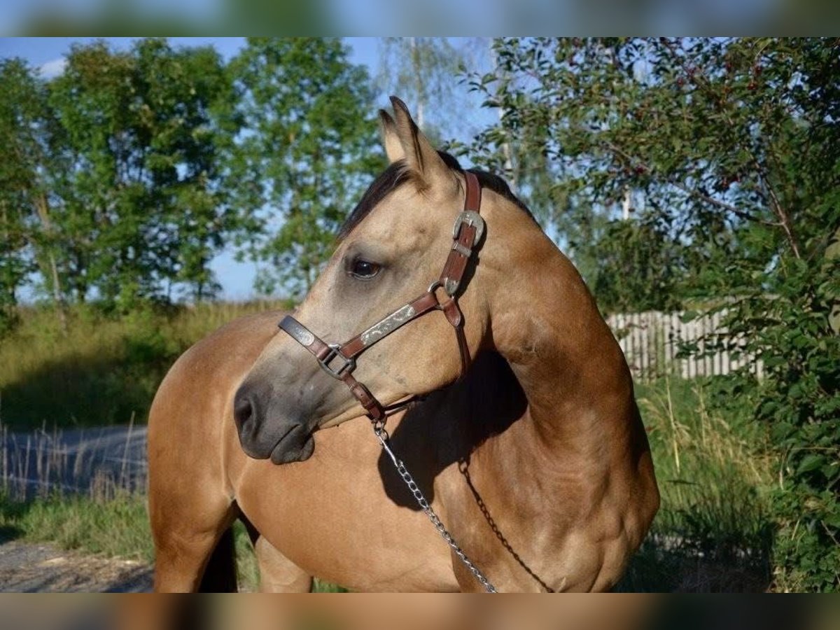 American Quarter Horse Stute 2 Jahre Buckskin in Weinern