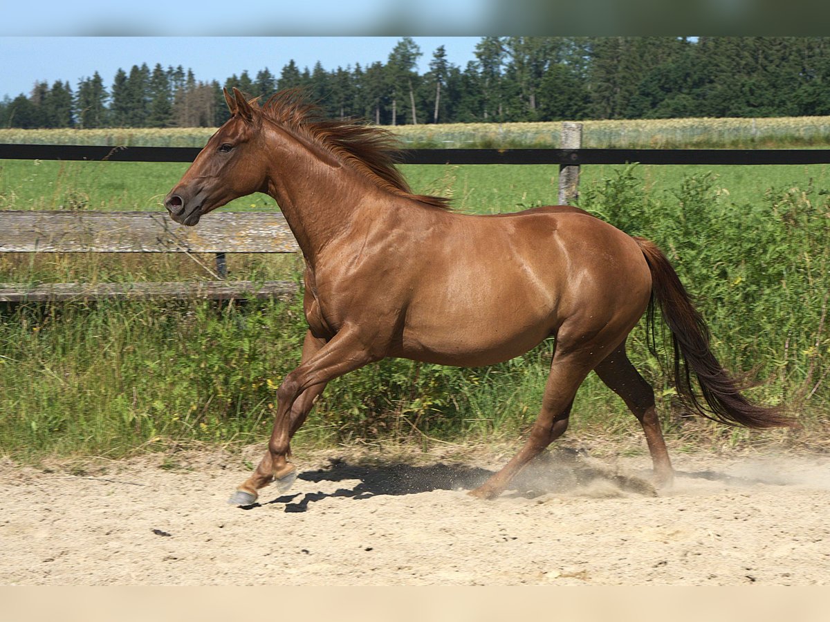 American Quarter Horse Stute 2 Jahre Fuchs in Biberach an der Ri&#xDF;