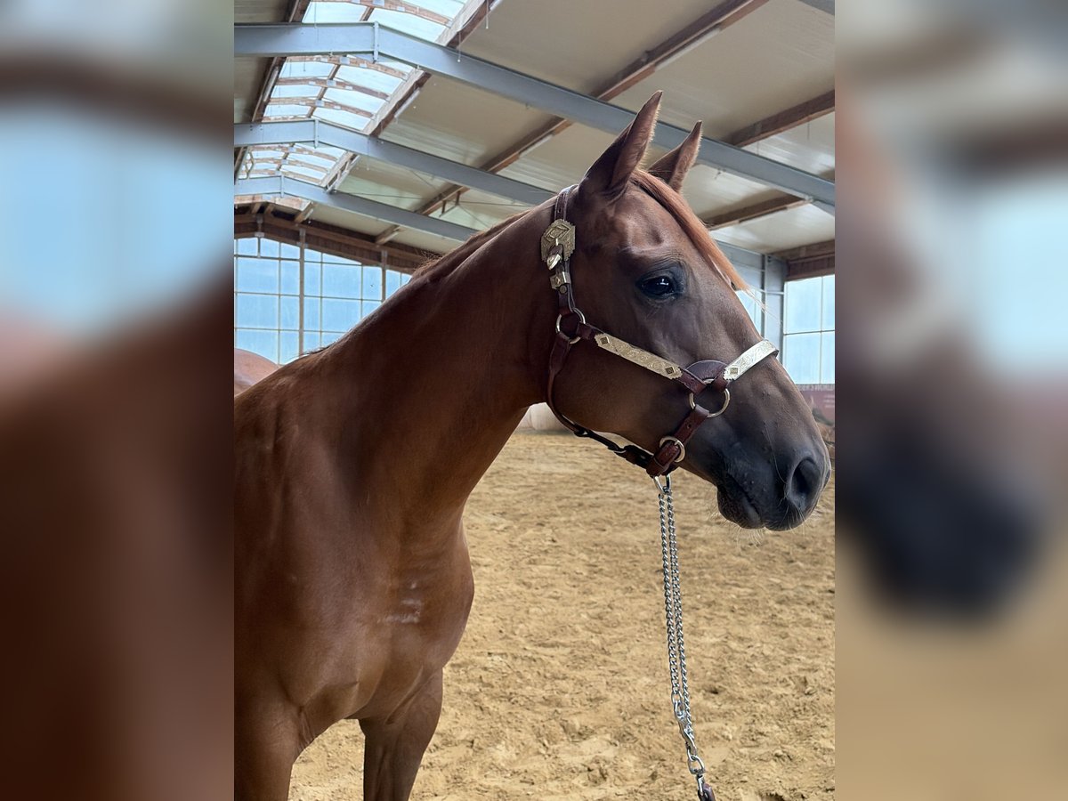 American Quarter Horse, Stute in Arnbruck