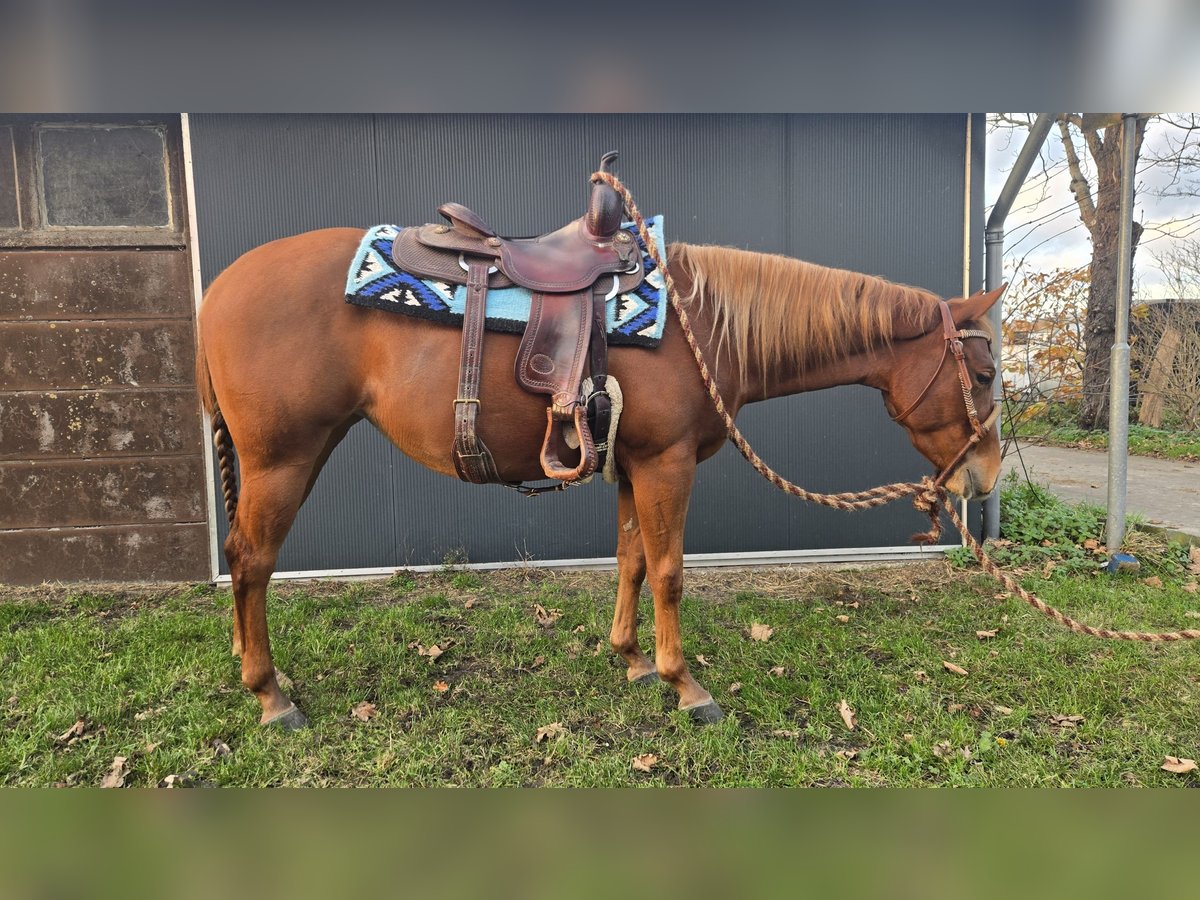 American Quarter Horse Stute 2 Jahre Fuchs in Rotstergaast