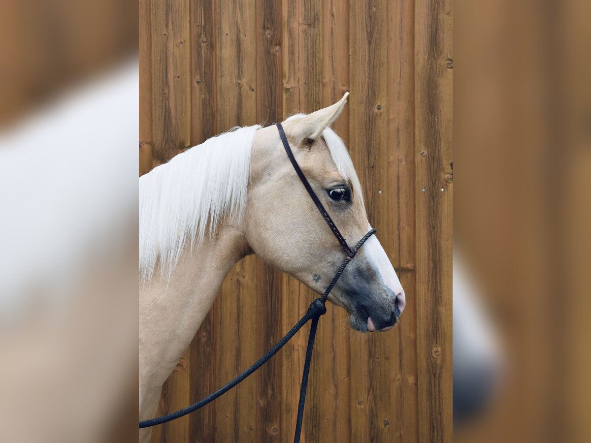 American Quarter Horse Stute 2 Jahre Palomino in Eschenbach in der Oberpfalz