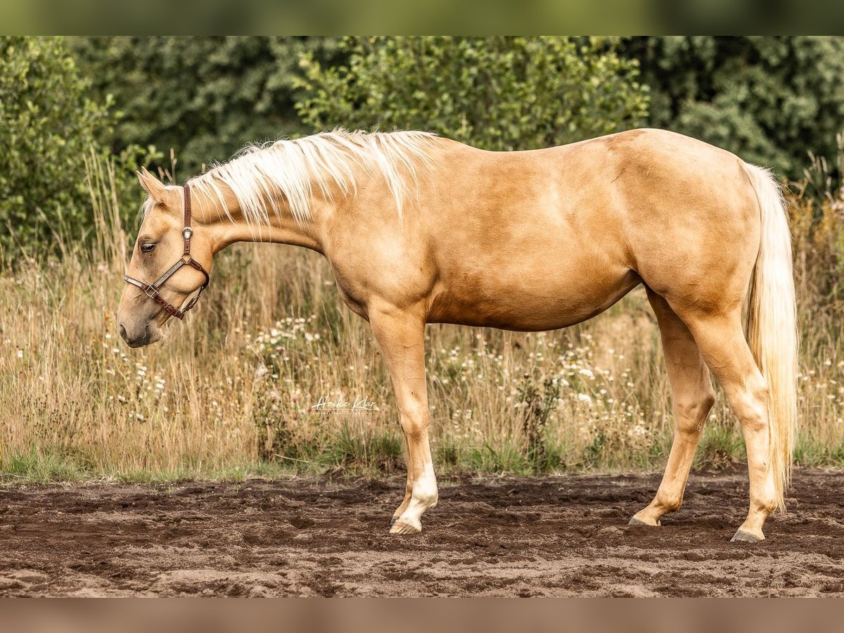 American Quarter Horse Stute 2 Jahre Palomino in Laubach