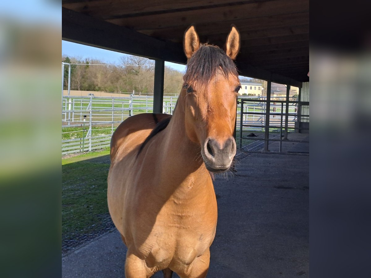 American Quarter Horse Stute 2 Jahre Roan-Bay in Hagenberg