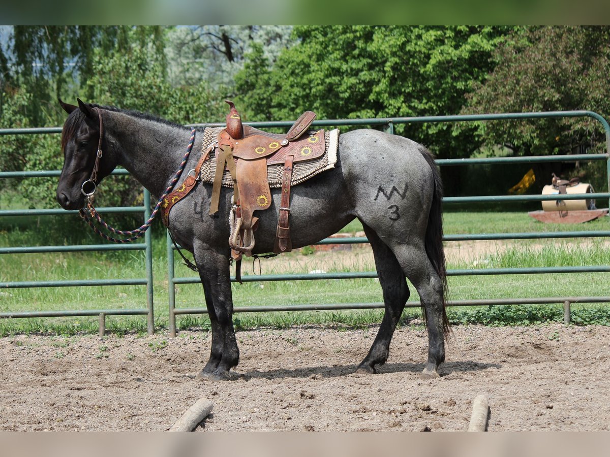 American Quarter Horse Stute 2 Jahre Roan-Blue in Fort Collins, CO