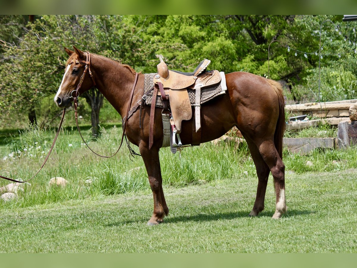 American Quarter Horse Stute 2 Jahre Rotfuchs in Fort Collins,CO