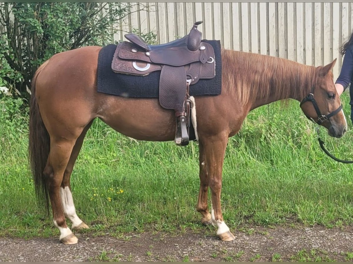 American Quarter Horse Stute 3 Jahre 145 cm Fuchs in Walldorf