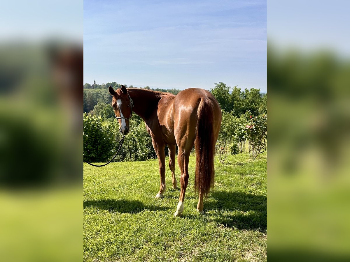 American Quarter Horse Stute 3 Jahre 145 cm Fuchs in cortazzone