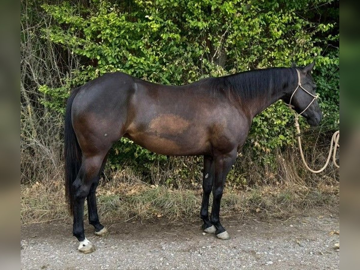 American Quarter Horse Stute 3 Jahre 145 cm Rappe in Alterk&#xFC;lz