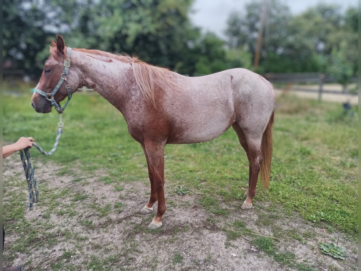 American Quarter Horse Stute 3 Jahre 145 cm Roan-Red in Geldern