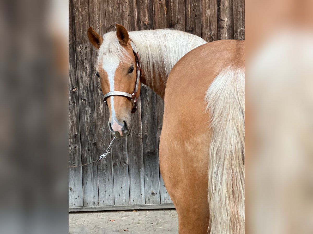 American Quarter Horse Stute 3 Jahre 146 cm Palomino in Tannheim
