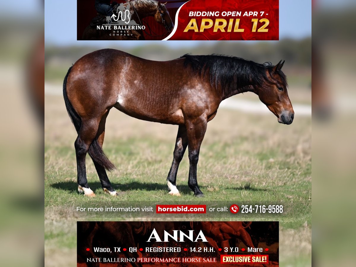 American Quarter Horse Stute 3 Jahre 147 cm in Waco, TX