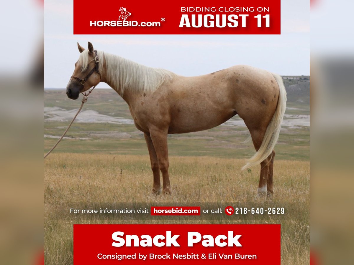 American Quarter Horse Stute 3 Jahre 147 cm Palomino in Oelrichs, SD