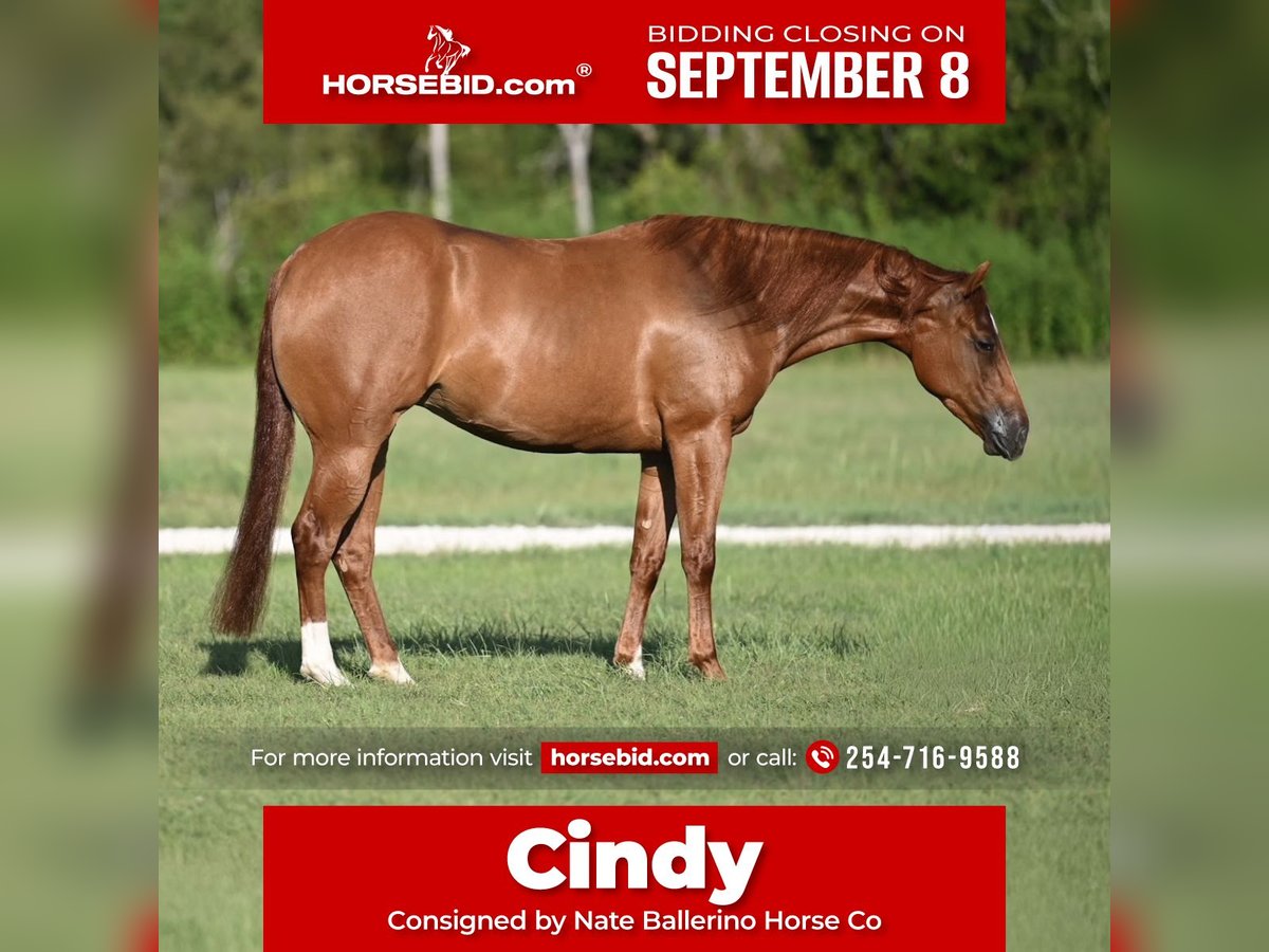 American Quarter Horse Stute 3 Jahre 147 cm in Waco, TX