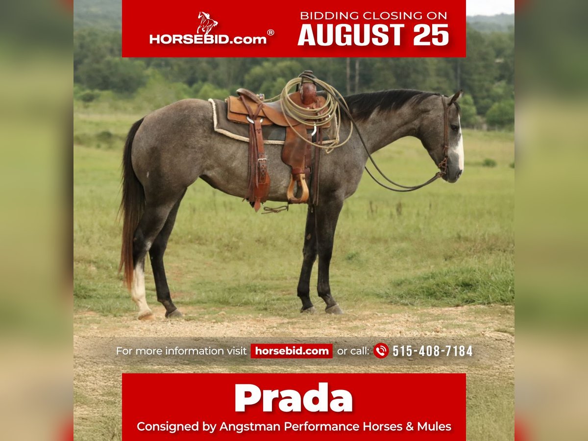 American Quarter Horse Stute 3 Jahre 147 cm Schimmel in Huntsville