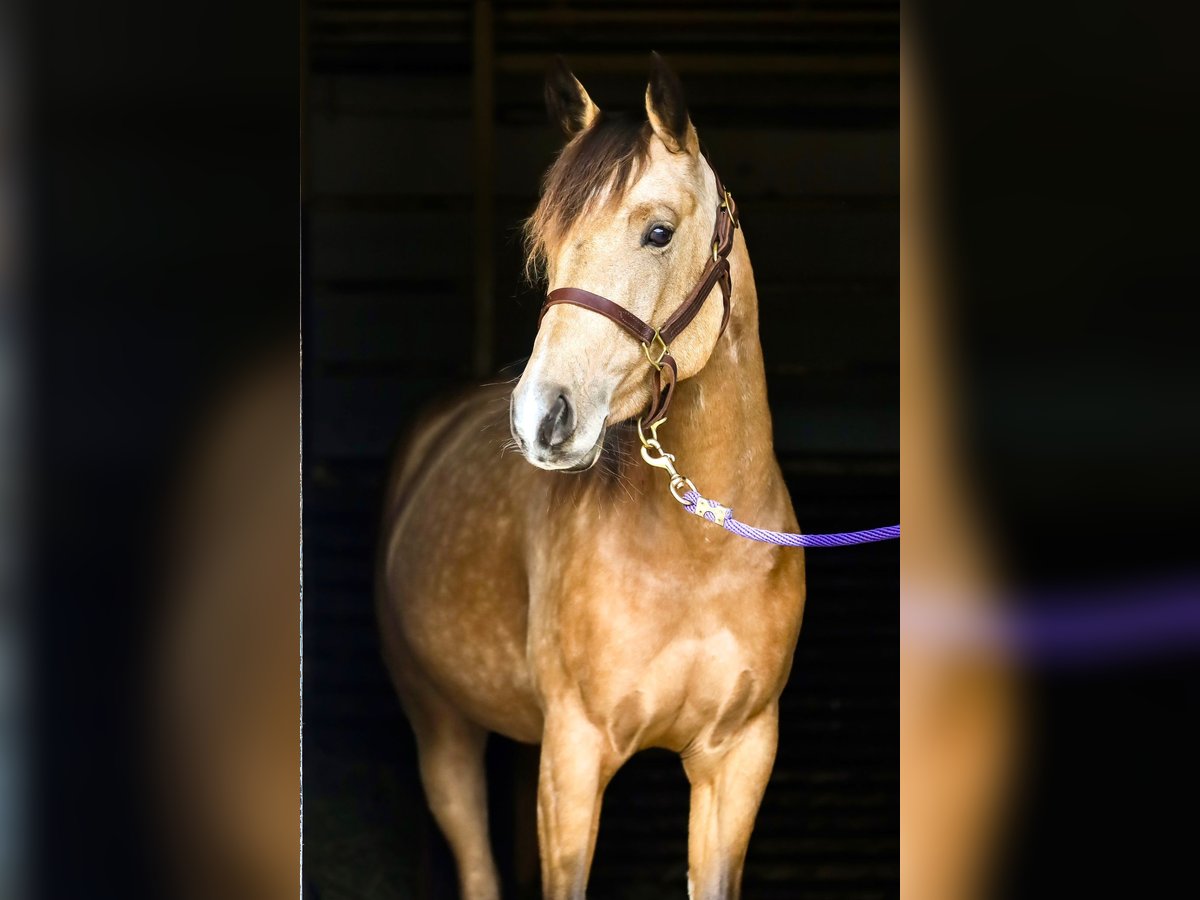 American Quarter Horse Stute 3 Jahre 148 cm Buckskin in Walsdorf