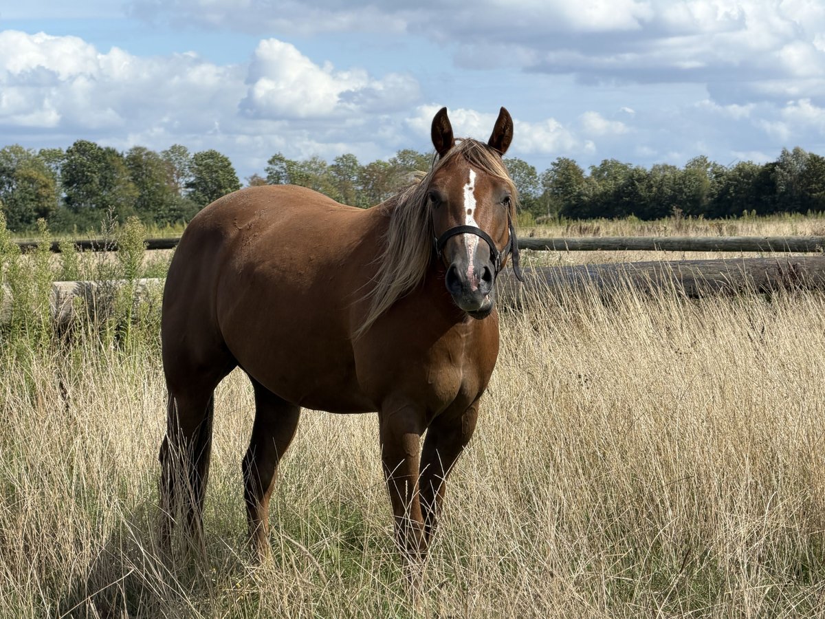 American Quarter Horse, Stute in Haren