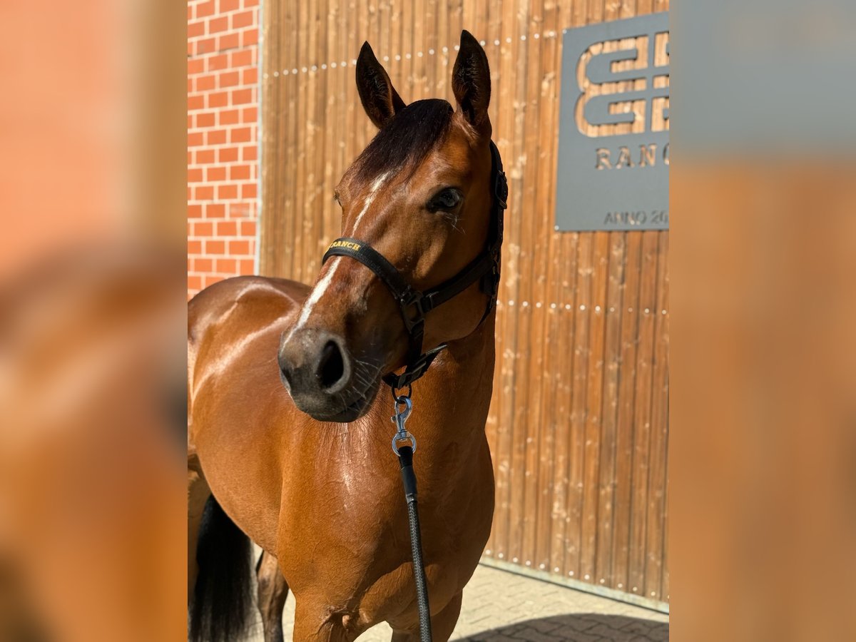 American Quarter Horse Stute 3 Jahre 150 cm Brauner in Werlte