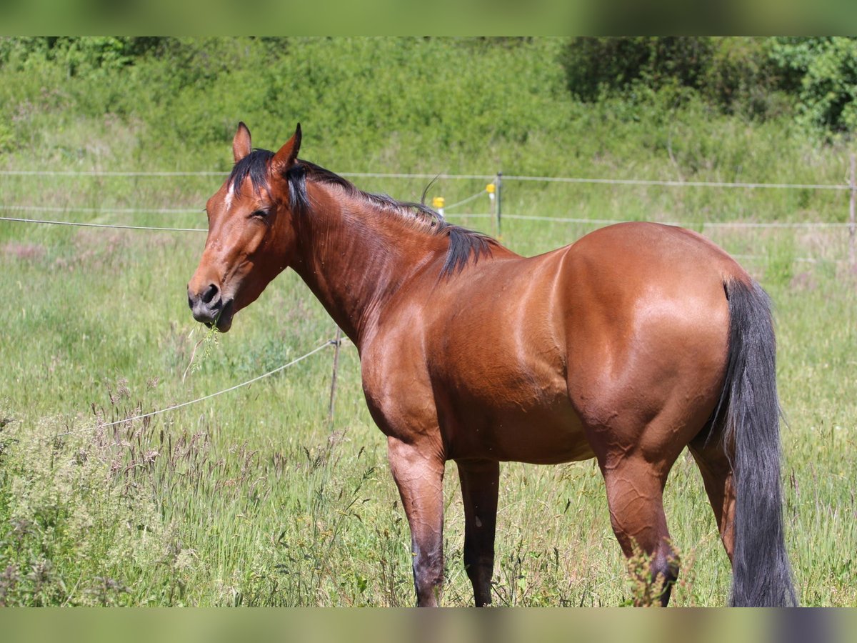 American Quarter Horse Stute 3 Jahre 150 cm Brauner in Oberhaid