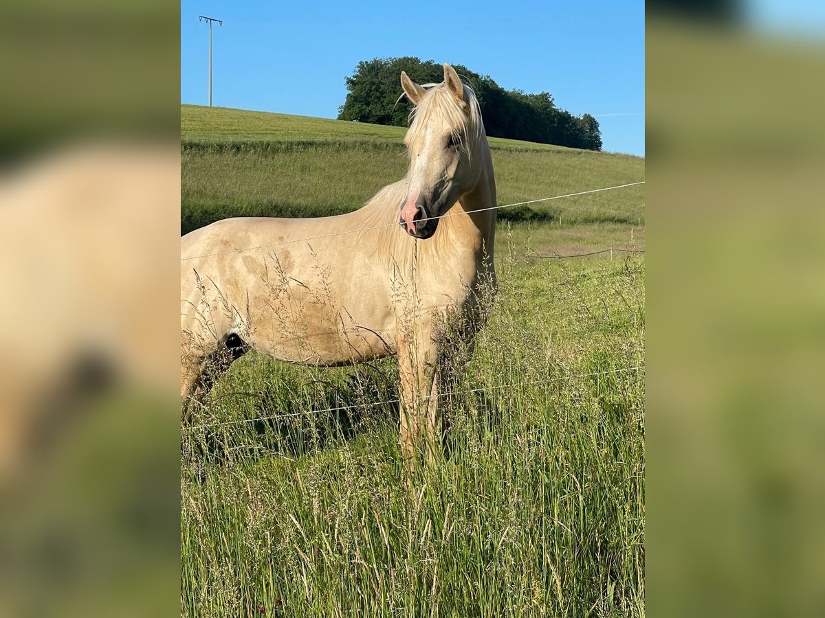 American Quarter Horse Stute 3 Jahre 150 cm Dunalino in H&#xF6;ringen
