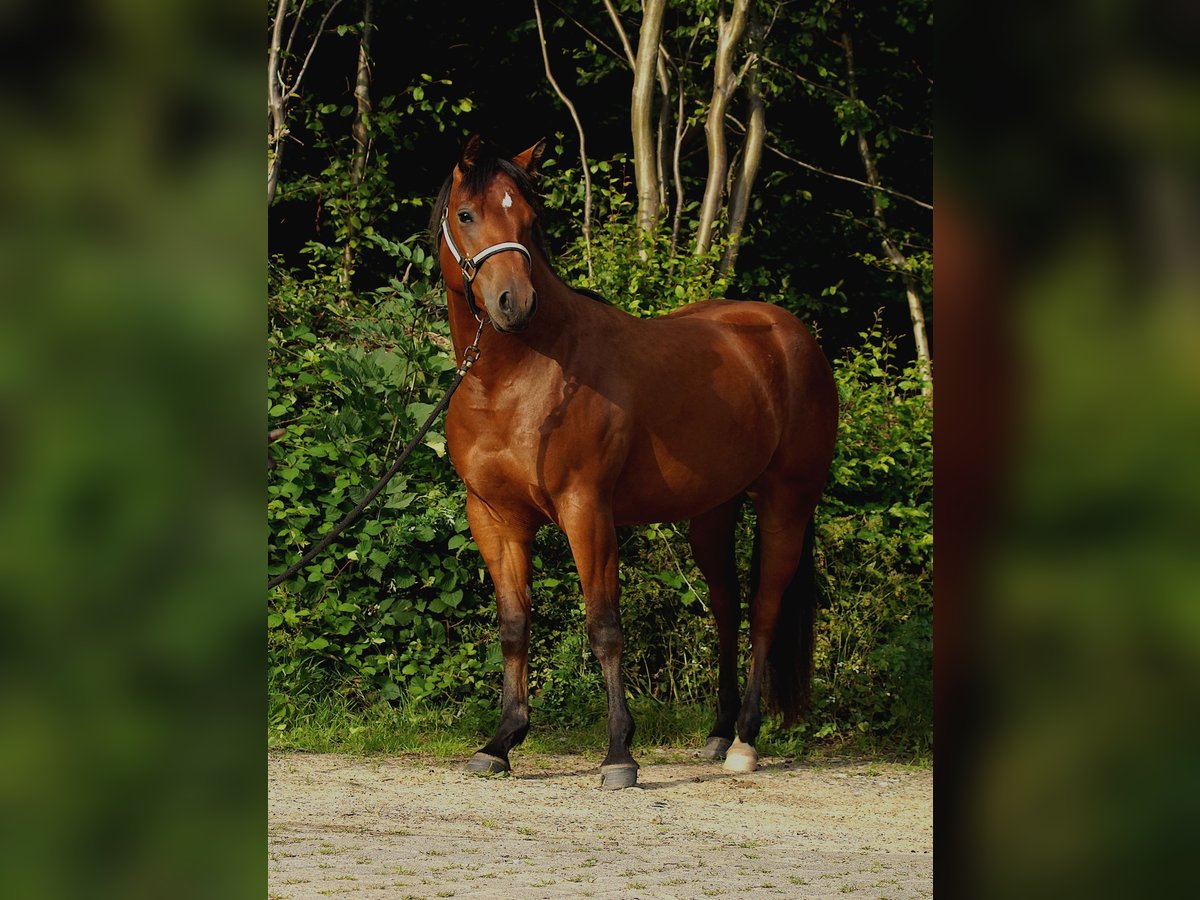 American Quarter Horse Stute 3 Jahre 150 cm Dunkelbrauner in Schönkirchen