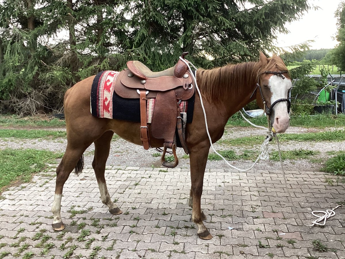 American Quarter Horse Stute 3 Jahre 150 cm Dunkelfuchs in Apfeldorf