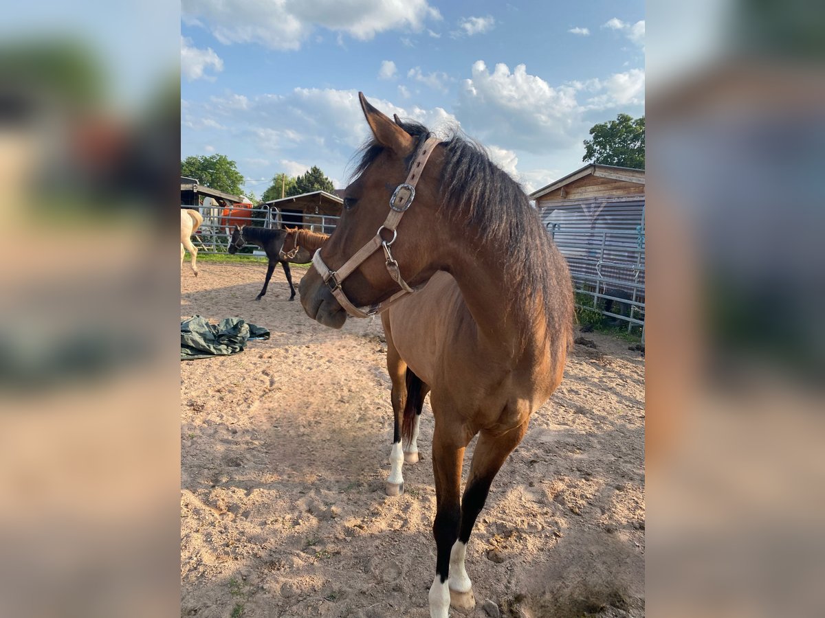 American Quarter Horse Stute 3 Jahre 150 cm Falbe in Mellingen