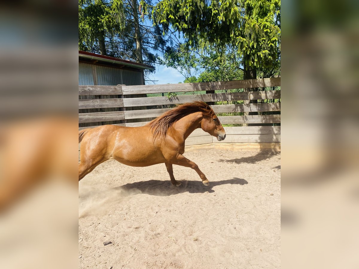American Quarter Horse Stute 3 Jahre 150 cm Fuchs in Uder