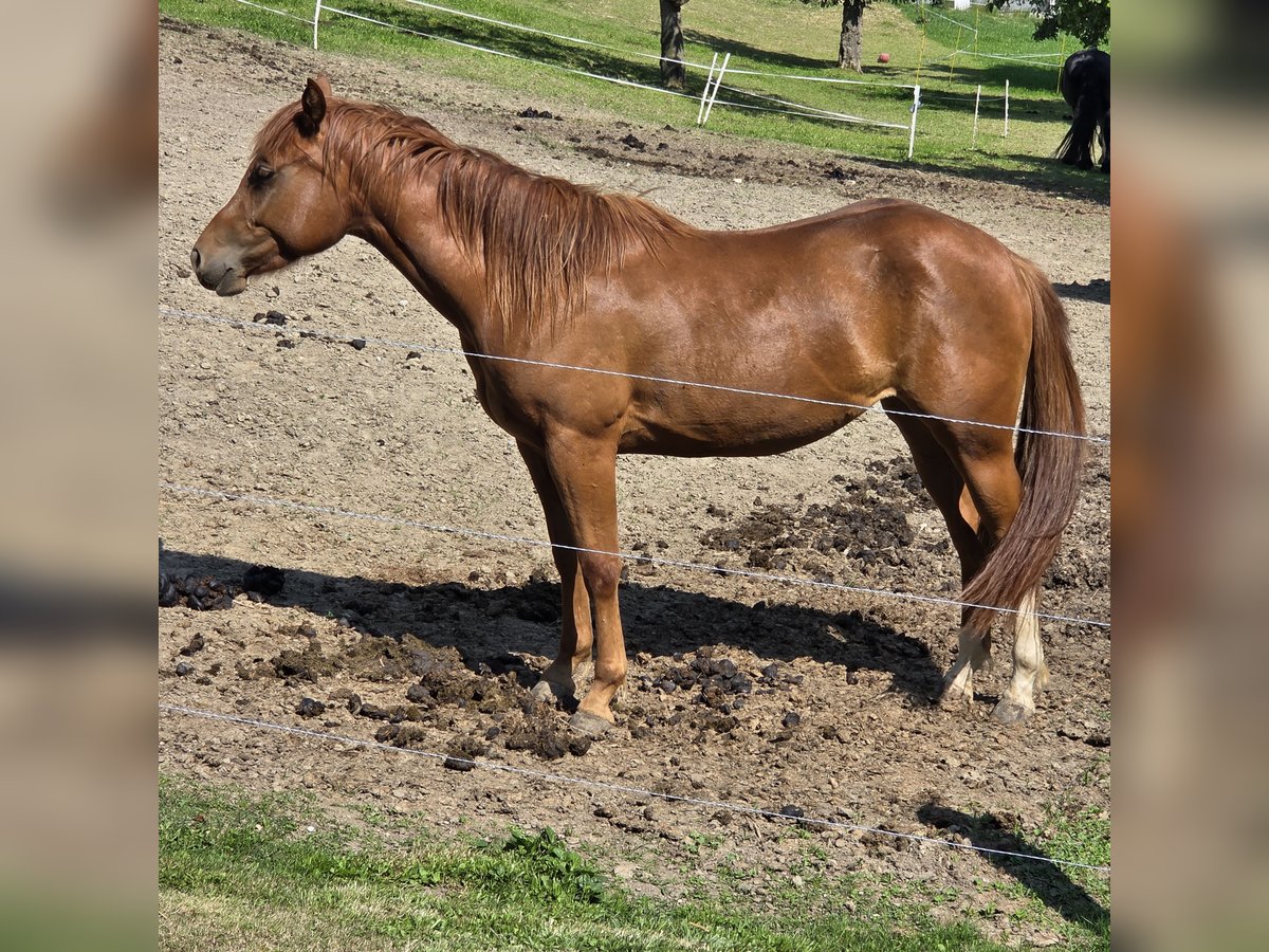 American Quarter Horse Stute 3 Jahre 150 cm Fuchs in Oberndorf