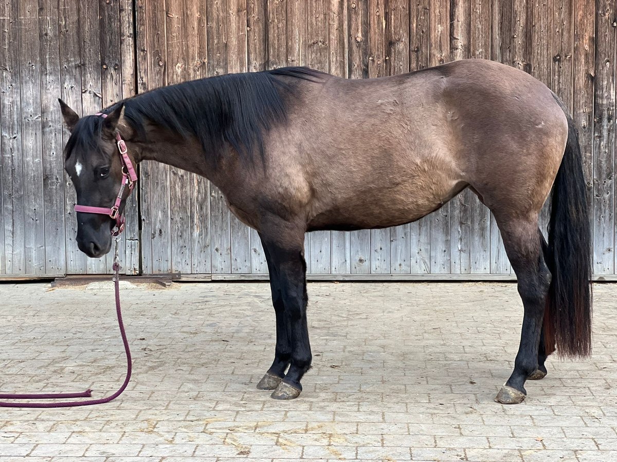 American Quarter Horse Stute 3 Jahre 150 cm Grullo in Tannheim