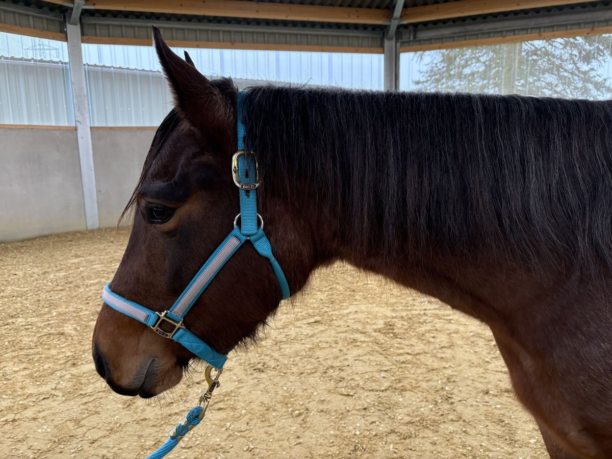 American Quarter Horse Stute 3 Jahre 150 cm Roan-Bay in Burscheid