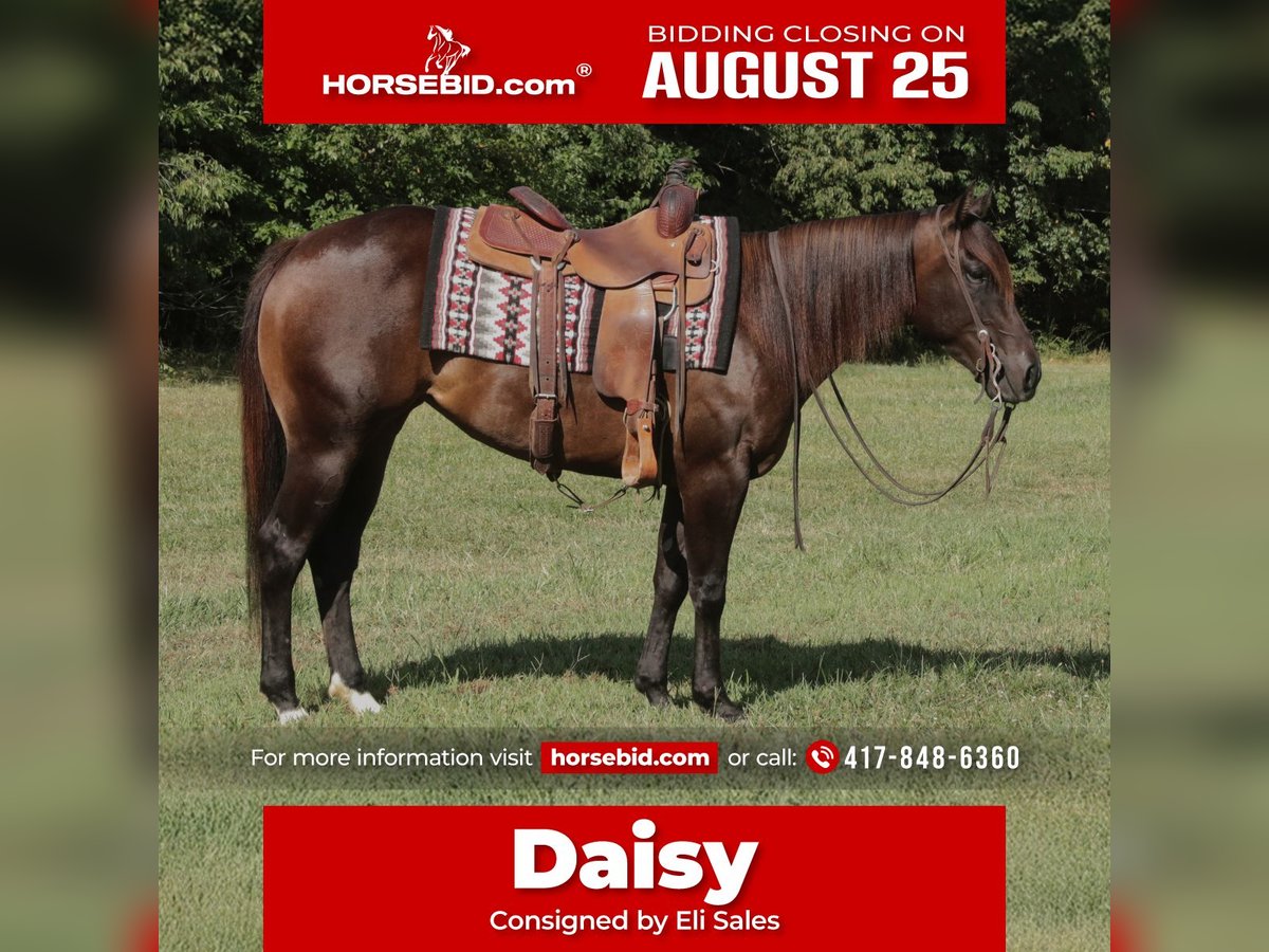 American Quarter Horse Stute 3 Jahre 150 cm Rotbrauner in Rogersville