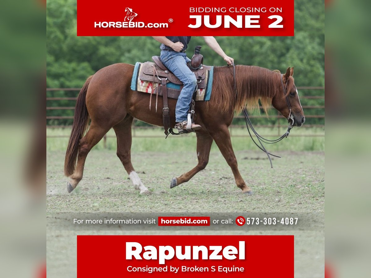 American Quarter Horse Stute 3 Jahre 150 cm Rotfuchs in Marshall, MO