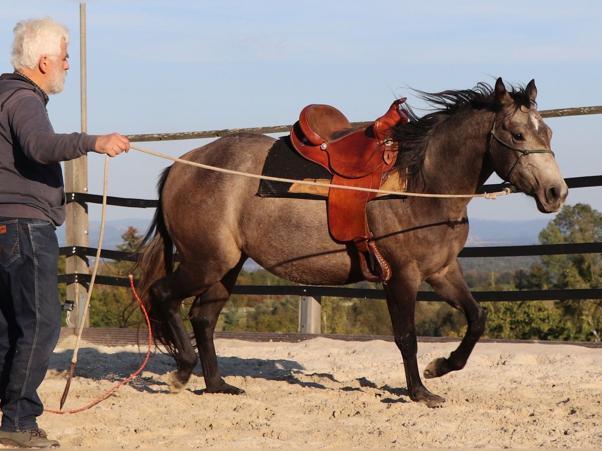 American Quarter Horse Stute 3 Jahre 150 cm Schimmel in Müglitztal