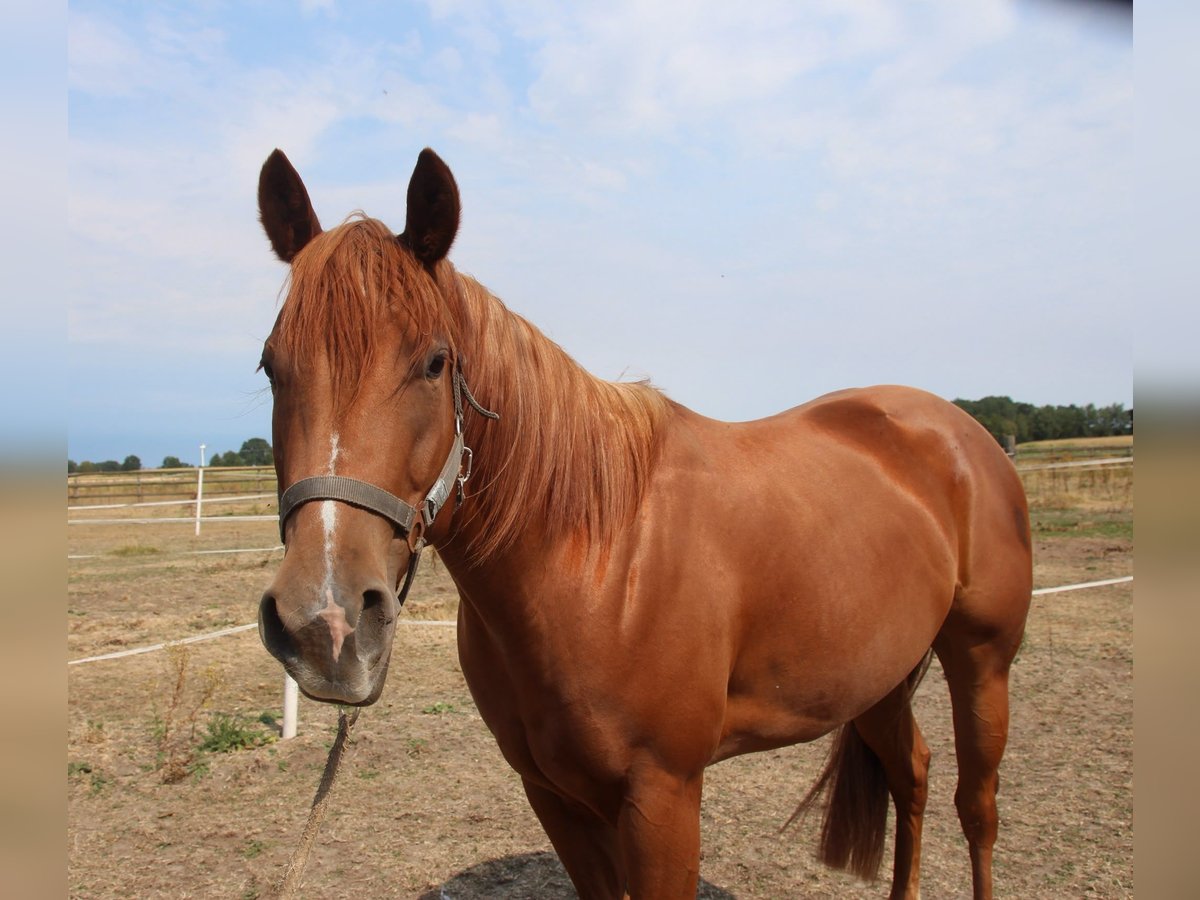American Quarter Horse, Stute in Rhede