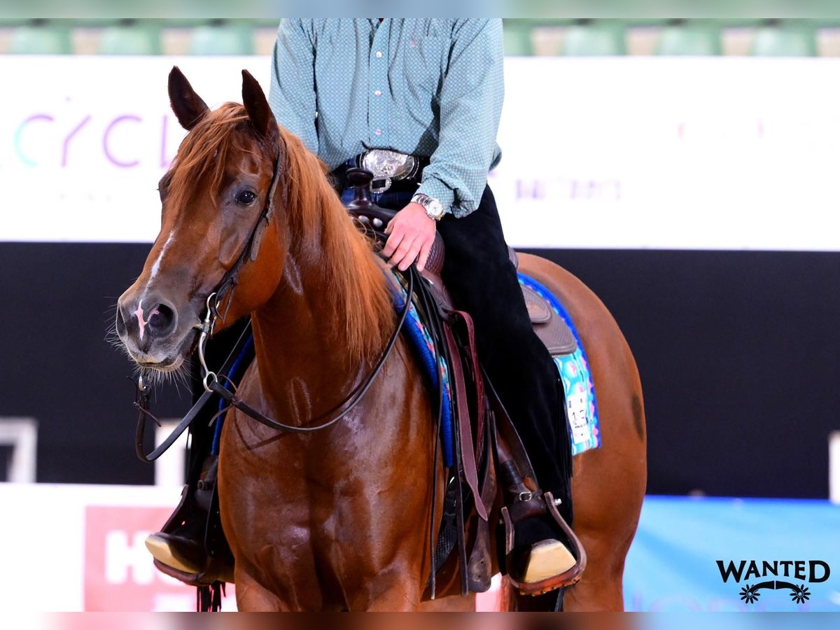 American Quarter Horse, Stute in Rhede
