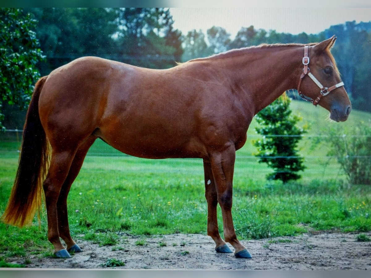 American Quarter Horse Stute 3 Jahre 152 cm Fuchs in Abtsgmünd