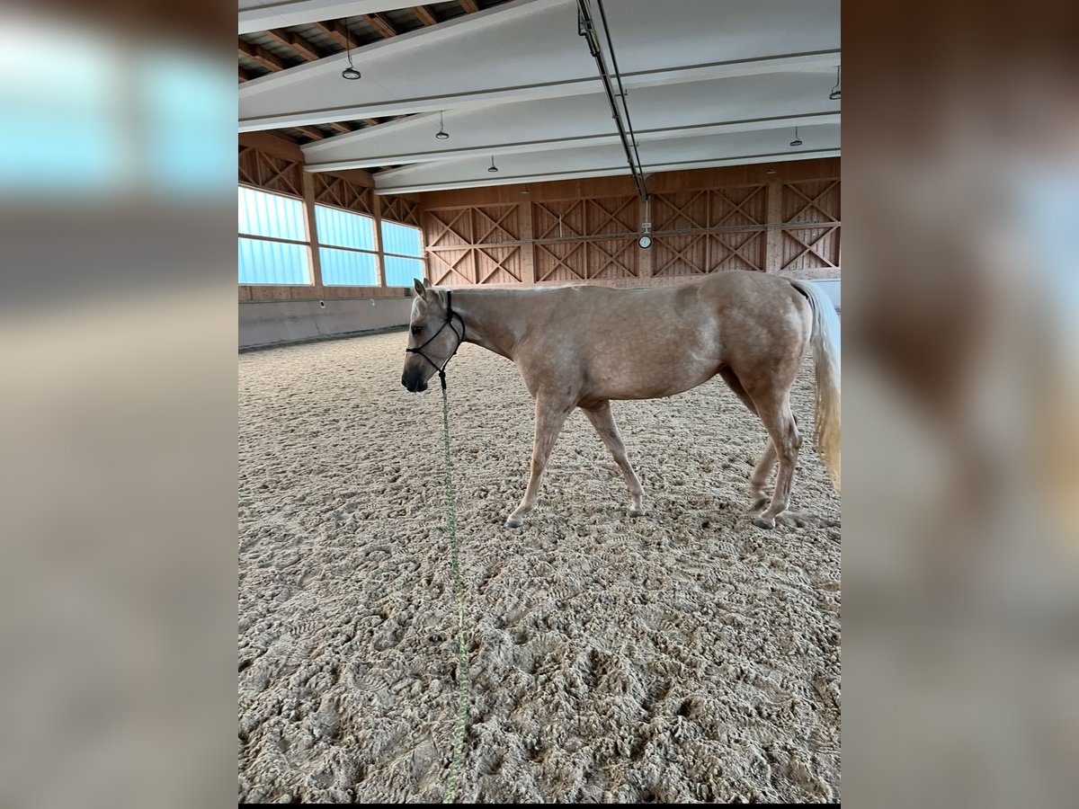 American Quarter Horse Stute 3 Jahre 152 cm Palomino in Waldkirchen