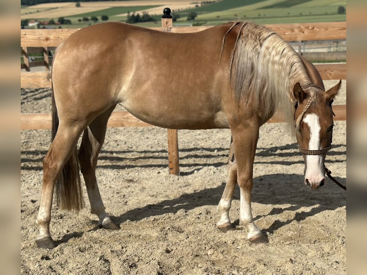 American Quarter Horse Stute 3 Jahre 152 cm Red Dun in Duingen
