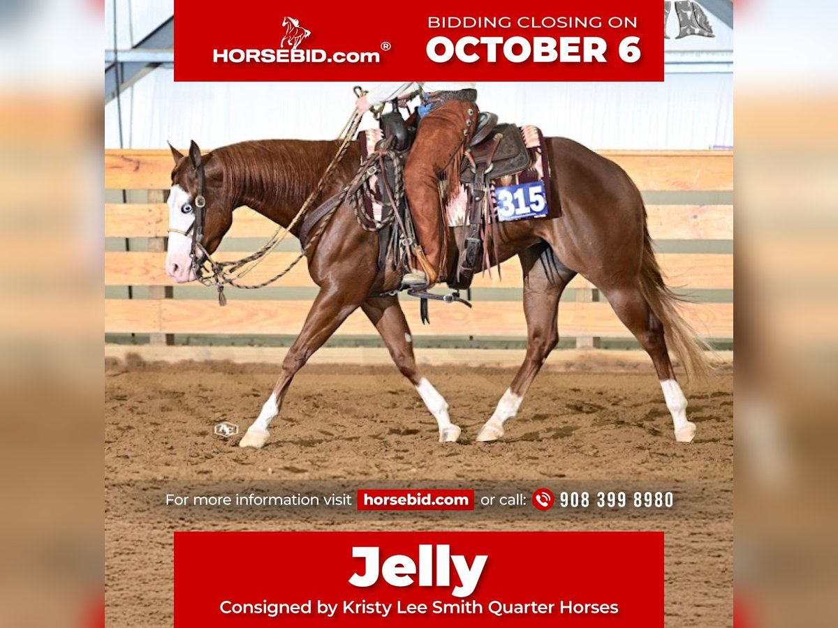 American Quarter Horse Stute 3 Jahre 152 cm Rotfuchs in Lenhartsville, PA