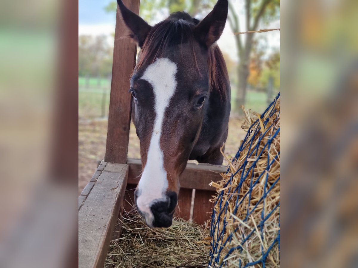 American Quarter Horse Mix Stute 3 Jahre 153 cm Brauner in Lauenau Lauenau