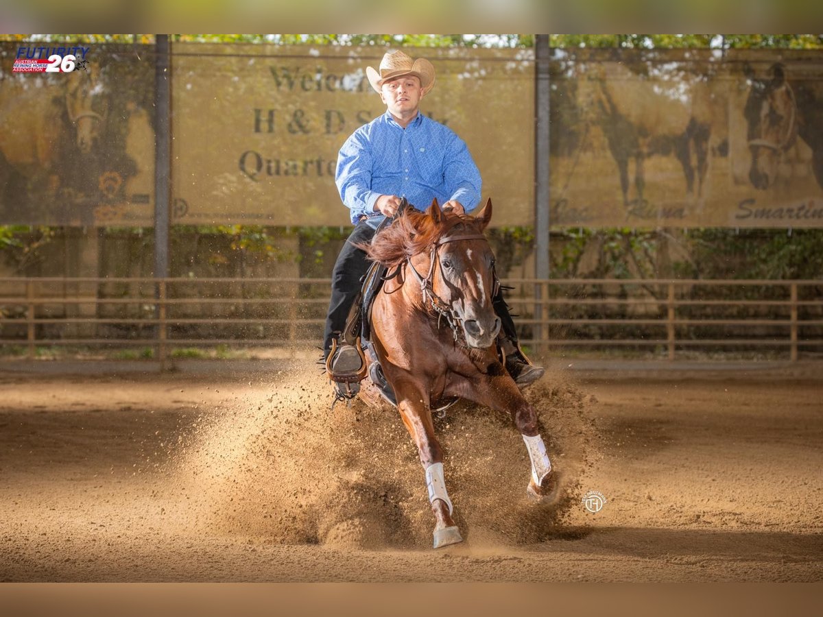 American Quarter Horse, Stute in München