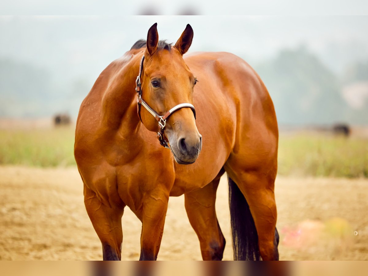 American Quarter Horse Stute 3 Jahre 153 cm Brauner in München