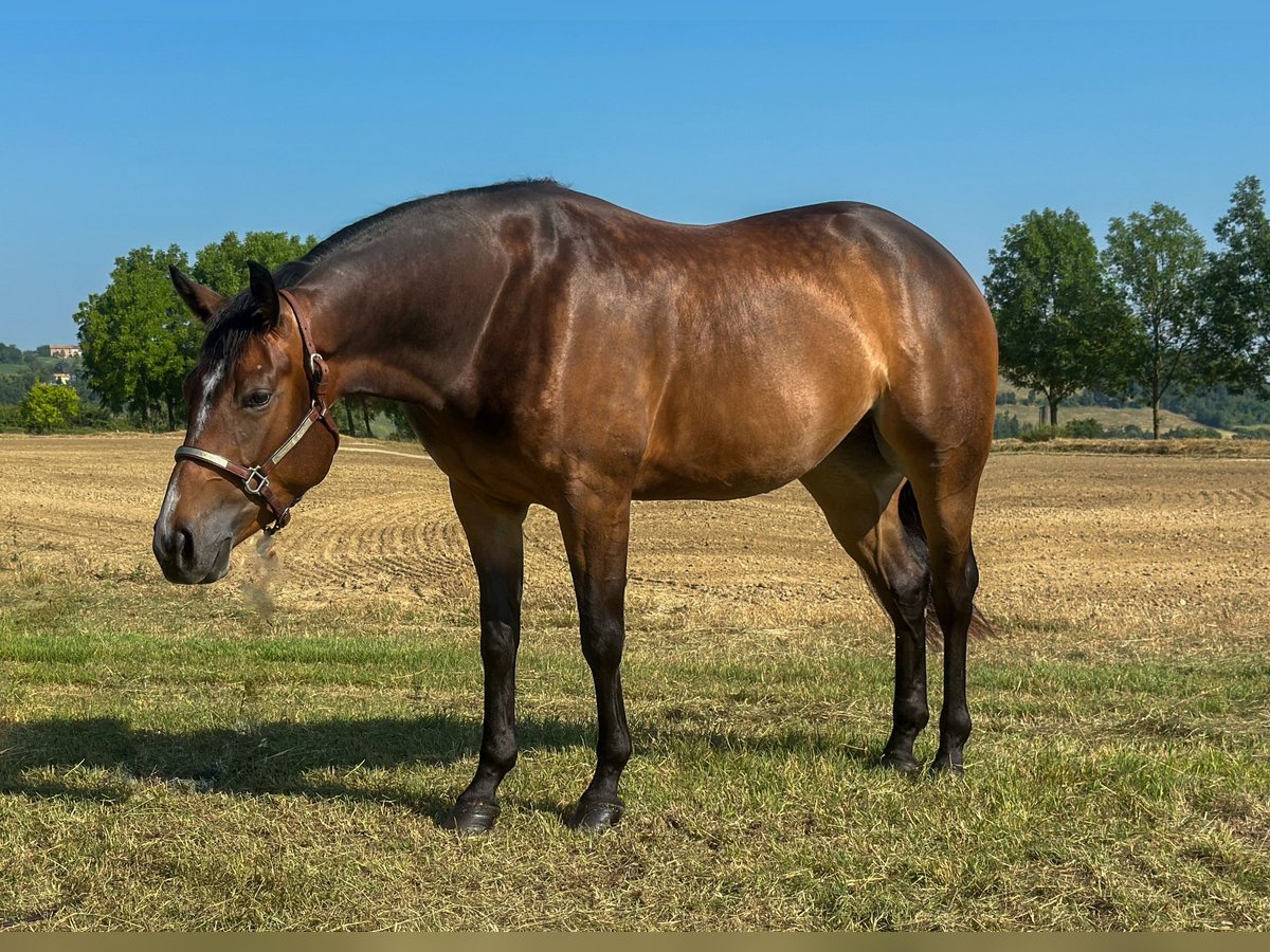 American Quarter Horse Stute 3 Jahre 153 cm Dunkelbrauner in M&#xFC;nchen